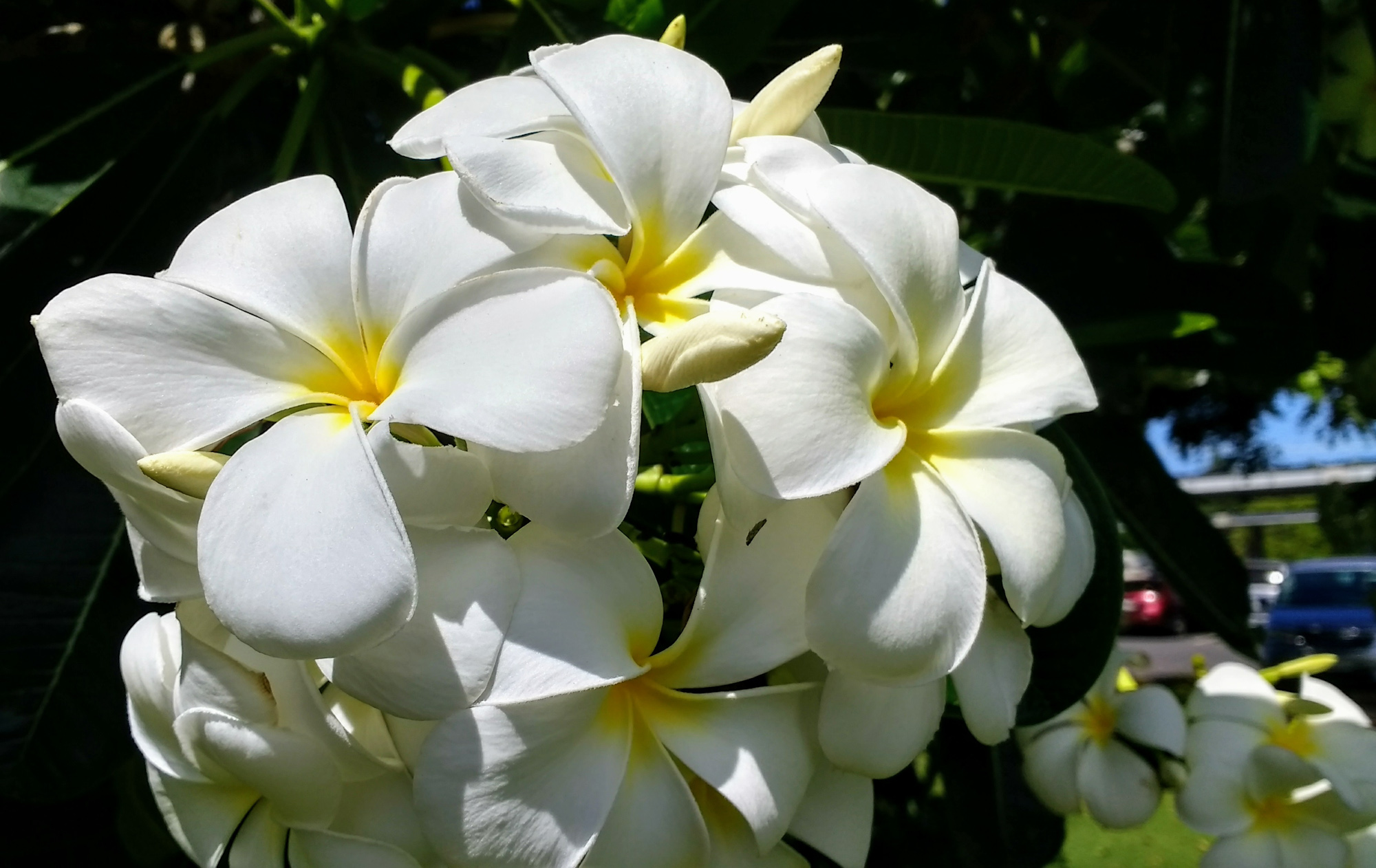 Plumeria